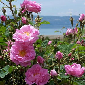 Aromatics International Premium Organic Rose Absolute Essential Oil 5ml | 100% Pure Essential Oil for Diffusion &amp; Aromatherapy