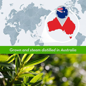 Bulk Tea Tree Oil - 16 Fl Oz Large Size Big Bottle - 100% Pure &amp; Organic Tea Tree Oil for Skin, Hair, Face, and Scalp - Steam Distilled