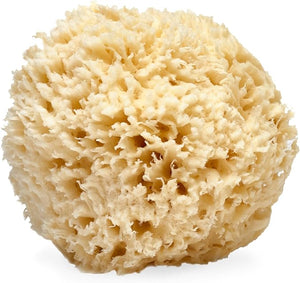LATHER - Natural Sea Wool Sponge 5-6 - Organic Exfoliating Body Scrubber - Soft Gentle Cleansing - Hypoallergenic - All Skin Types - Florida Natural Loofah Sponge - Cruelty Free - Beauty &amp Skin