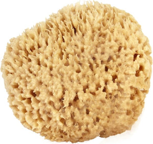 Sea Wool Sponge 6-7 (X-Large) by Bath &amp Shower Express Natural Renewable Resource Esponja for Body Genuine Exfoliating Skin Wash