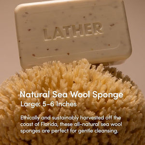 LATHER - Natural Sea Wool Sponge 5-6 - Organic Exfoliating Body Scrubber - Soft Gentle Cleansing - Hypoallergenic - All Skin Types - Florida Natural Loofah Sponge - Cruelty Free - Beauty &amp Skin