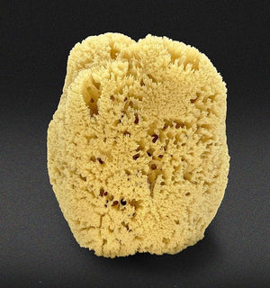 Real Sea Sponge for Men - Extra Large 6-7 Totally Natural Kind on Skin for an Invigorating Shower Supplied in Breathable Mesh Bag. Great for The Gym Grooming Bath &amp Body Gift by Constantia